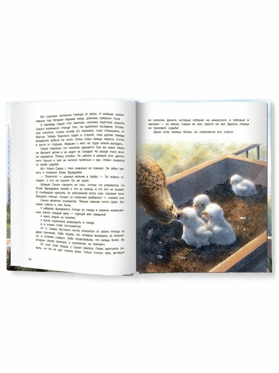 Книга Мои соседи соколы Кашура А. - фото №4