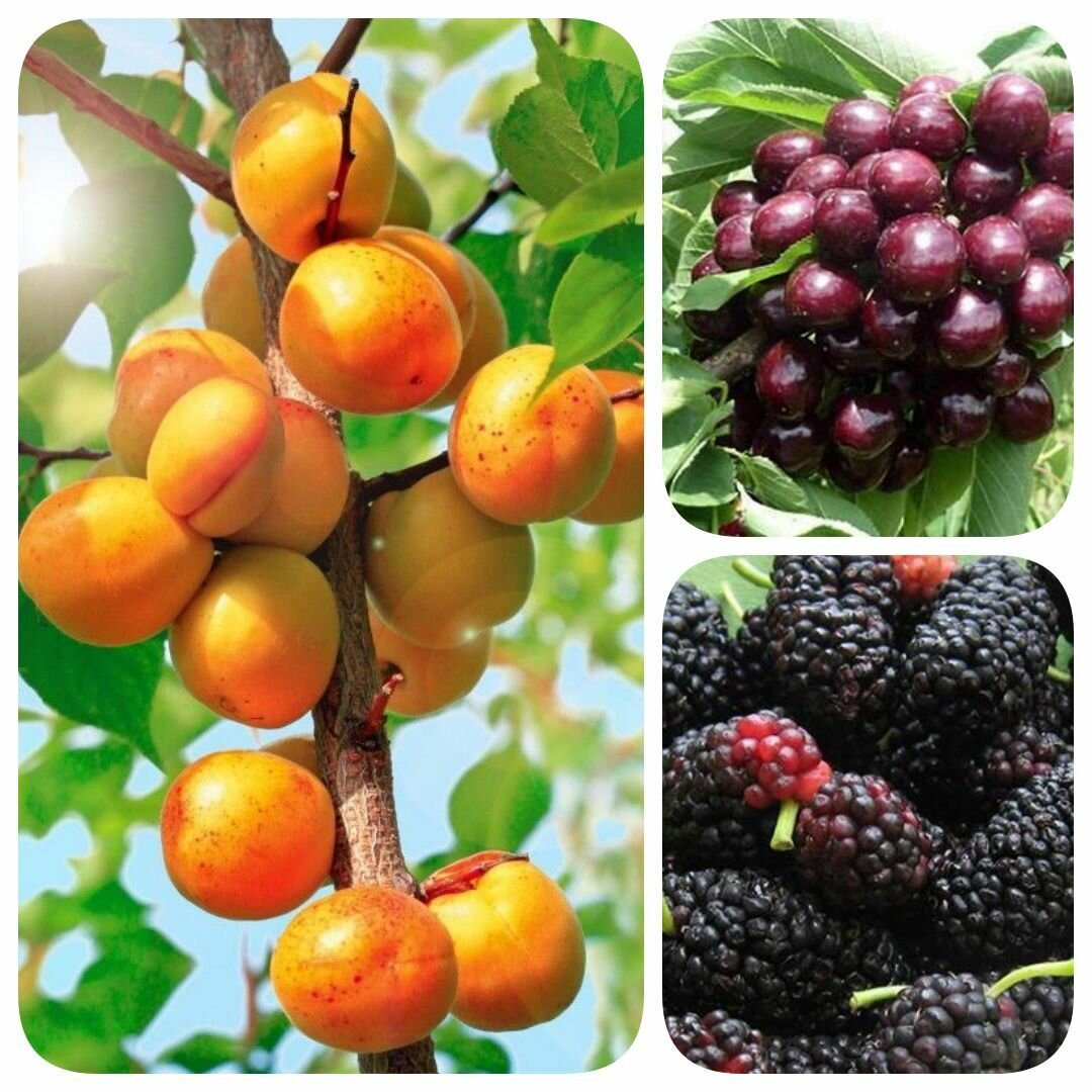 Набор из 3-х саженцев абрикоса колоновидного черешни шелковицы 