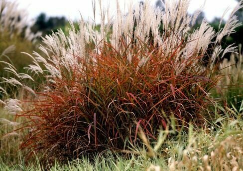 Мискантус Малепартус саженцы декоративных кустарников