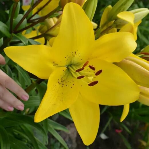 Лилия Голден Матрикс 1 шт