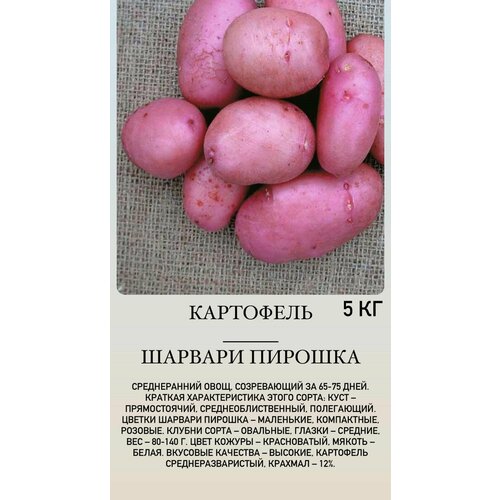 Картофель семенной клубни для посадки семенной картофель для посадки жуковский ранний 2 кг