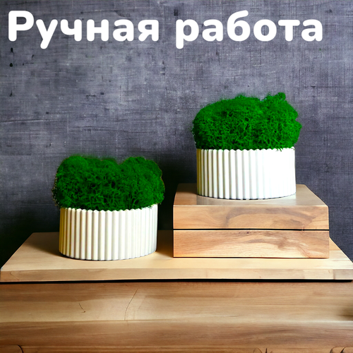 Кашпо со стабилизированным мхом 2шт.