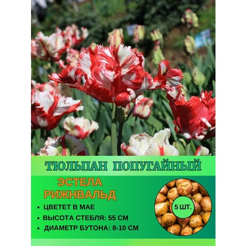 Тюльпан попугайный, луковицы 5 штук