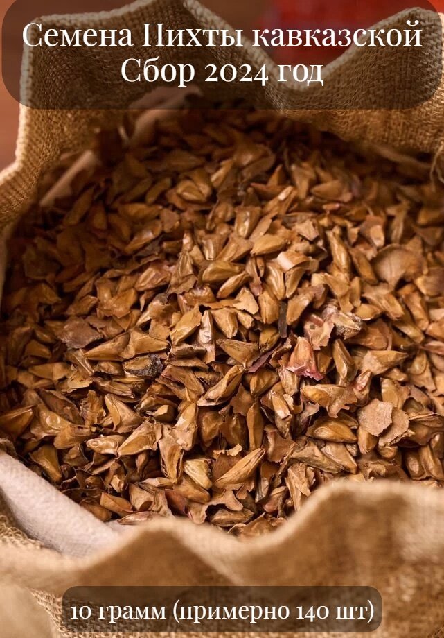Семена Пихты Кавказской 10 грамм ( примерно 140 шт)