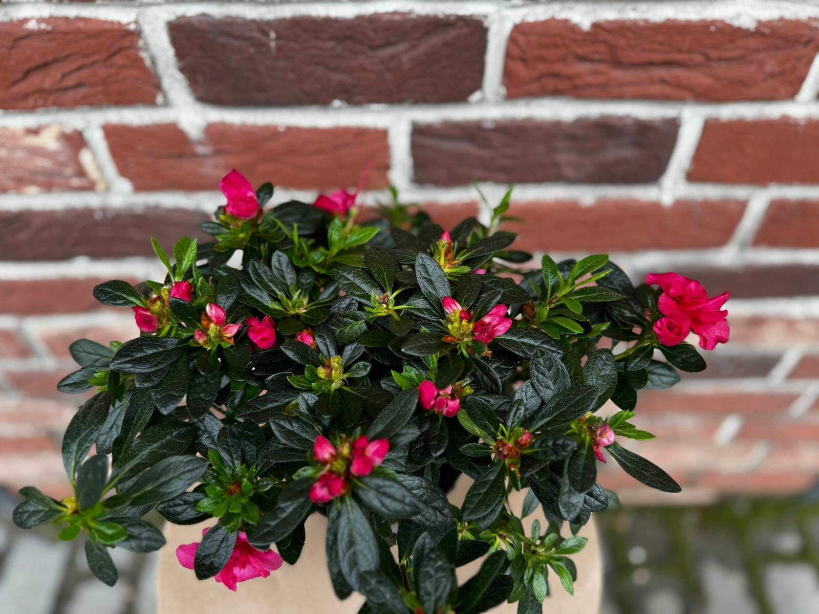 Азалия малиновая Комнатное Растение