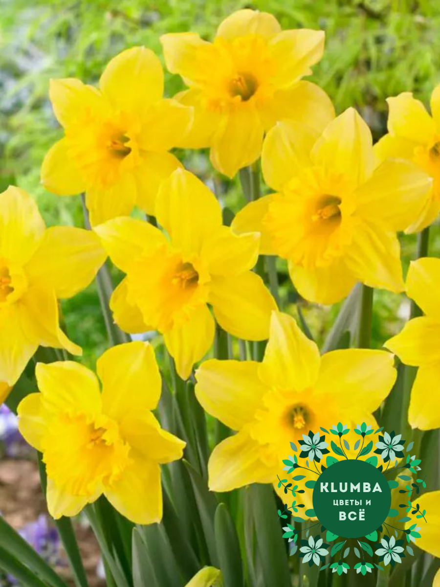 Луковицы цветов Клумба  Нарцисс BARENWYN ( 3 штуки ) желтый