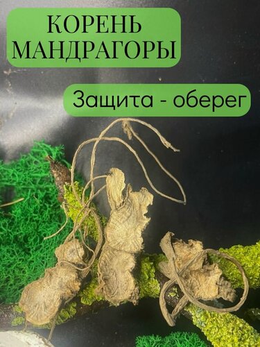 Изображение товара Корень мандрагоры (Кричащее растение ведьм) - талисман, амулет, оберег на защиту себя, близких и своего дома, поглощение и разрушение негативных энергий