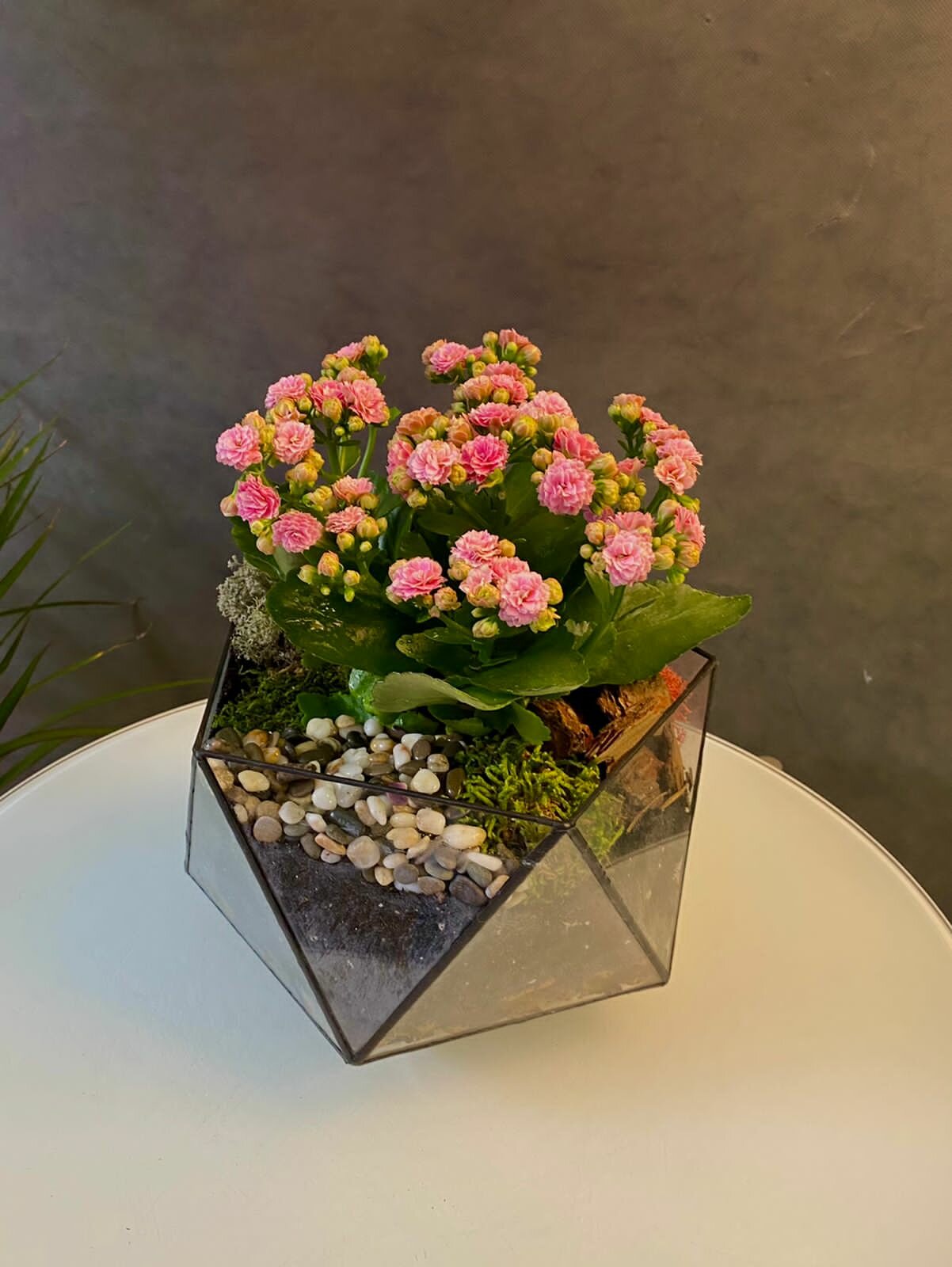 Цветущее каланхоэ, стеклянный флорариум, кашпо Икосаэдр