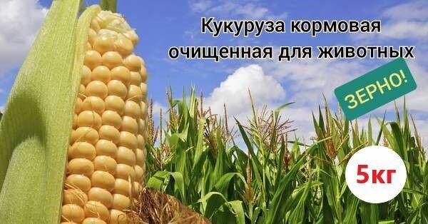 Кукуруза кормовая/зерно