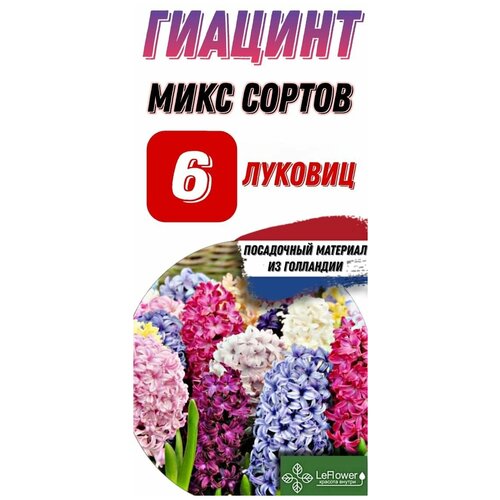 Гиацинт Луковицы, Микс сортов, 6шт