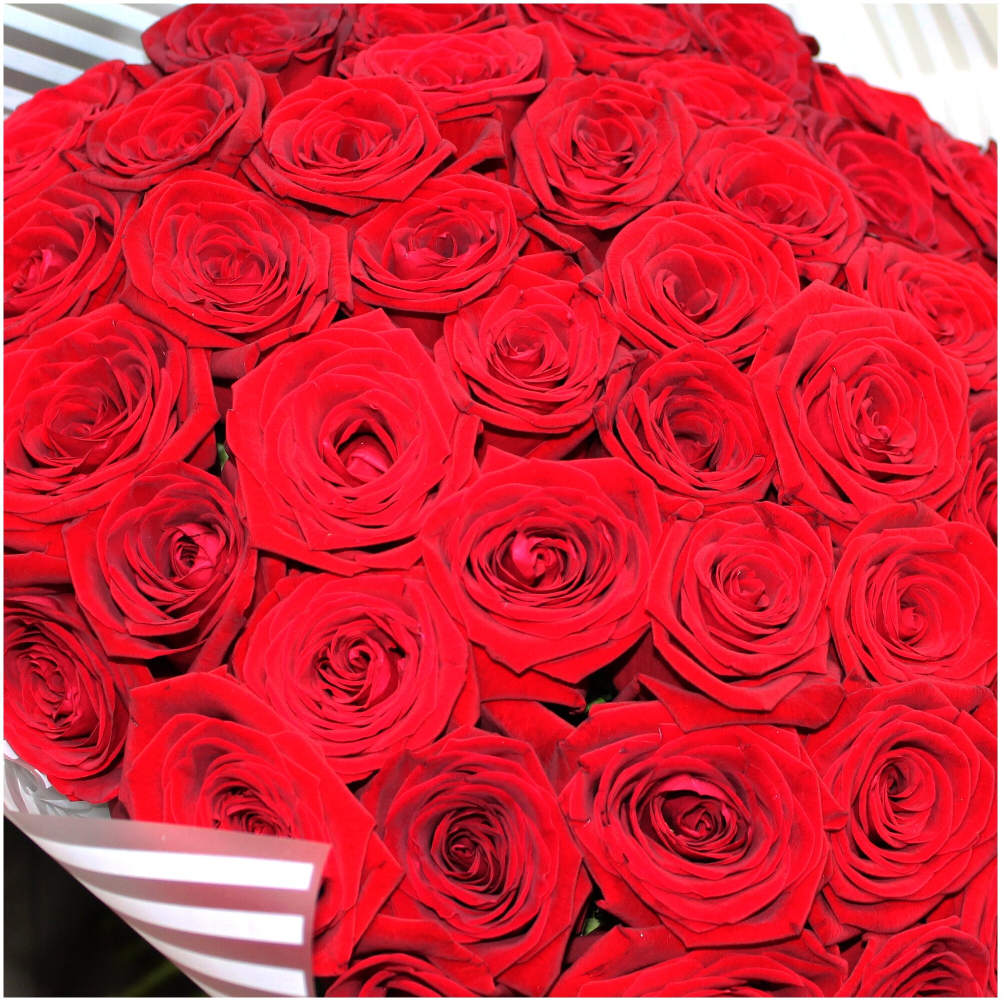 Роскошный букет из 51 розы. Букет AR0117 ALMOND ROSES