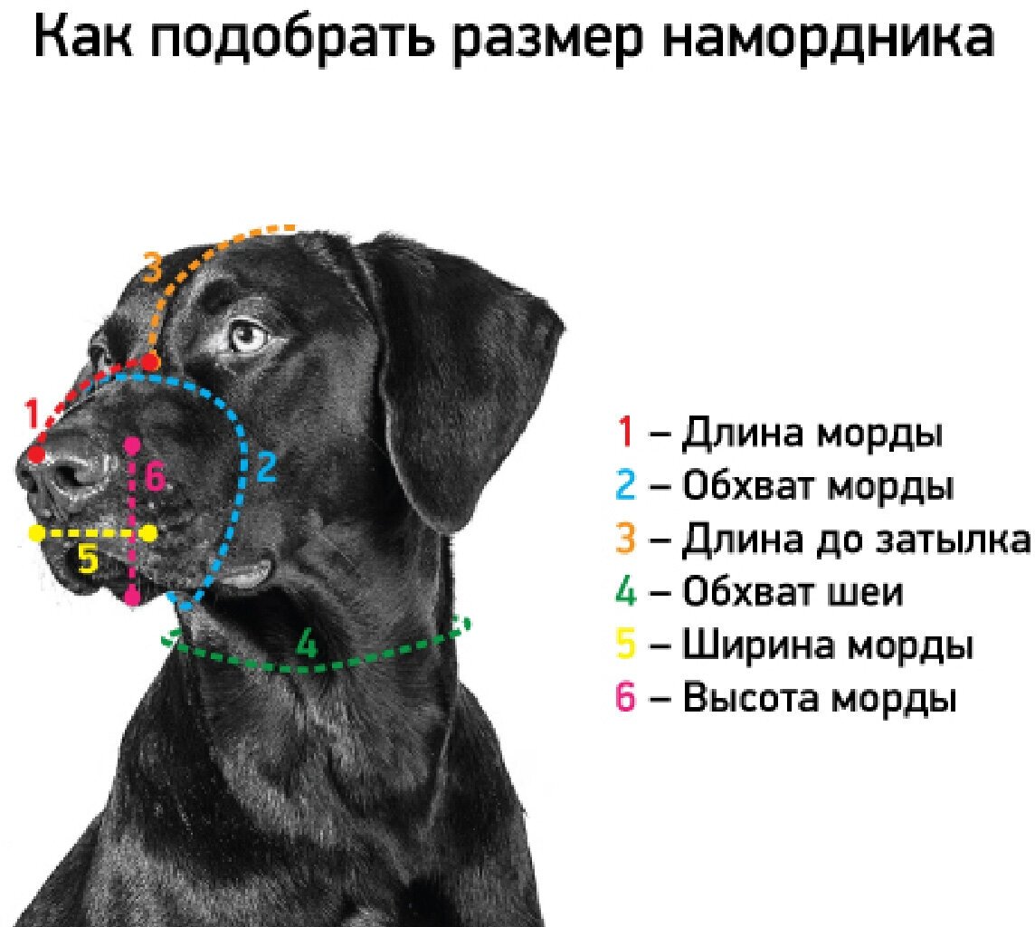 Намордник для собак кожаный двойной № 6, среднеазиатская овчарка, 4 дырки, ZooMaster цвета в ассортименте (1 шт) - фотография № 2