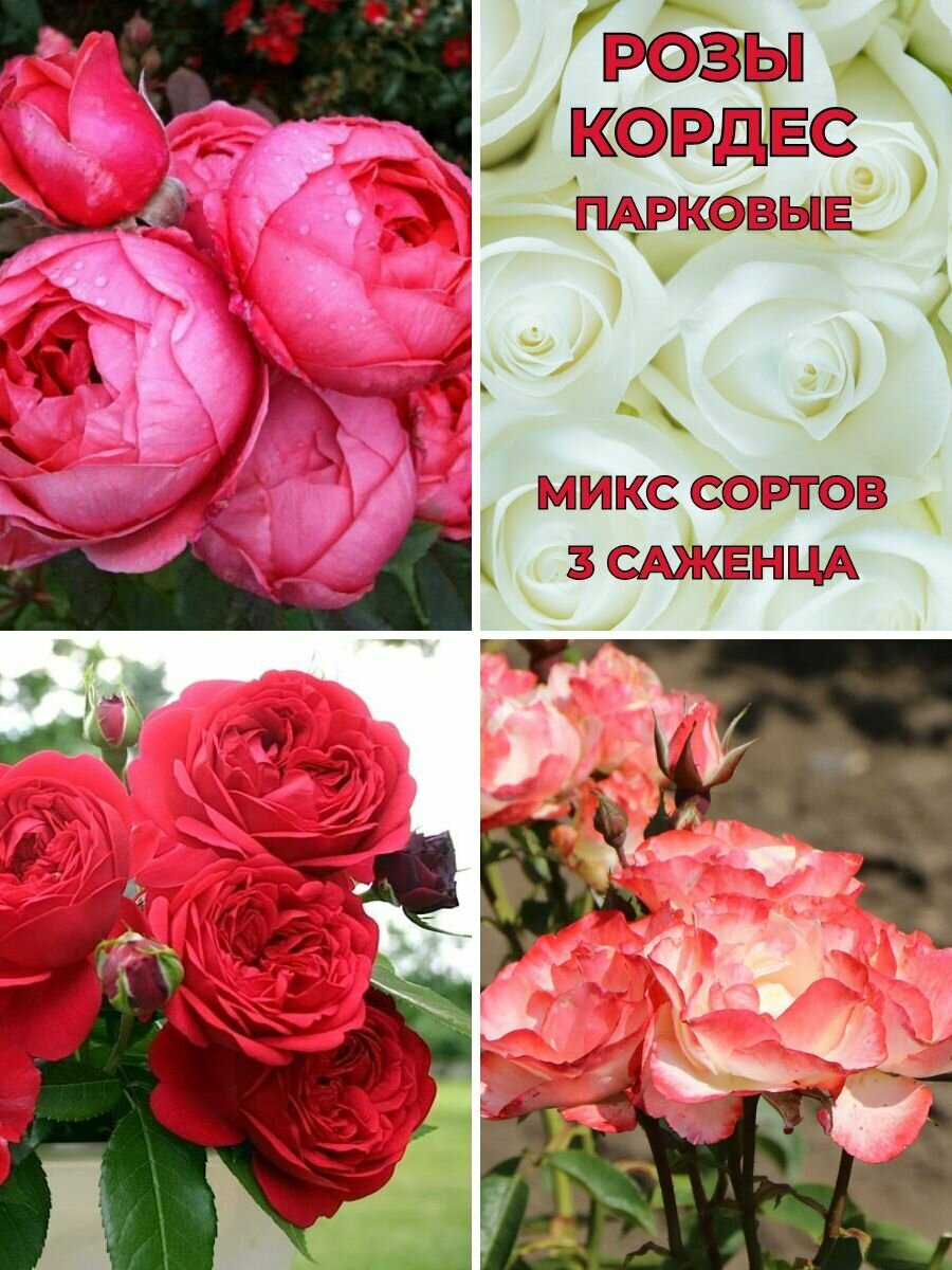 Розы Кордес микс сортов, 3 саженца