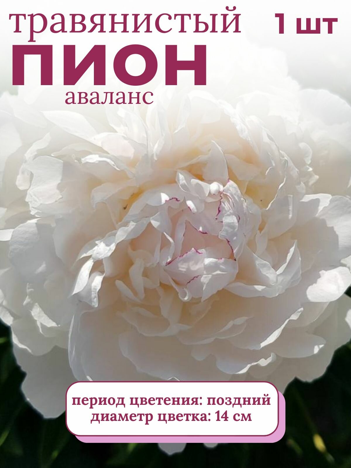 Пион травянистый многолетние цветы 1 шт