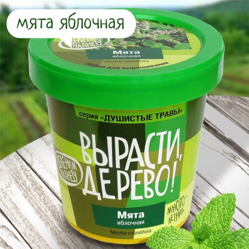 Вырасти дерево: Мята яблочная - фото №2