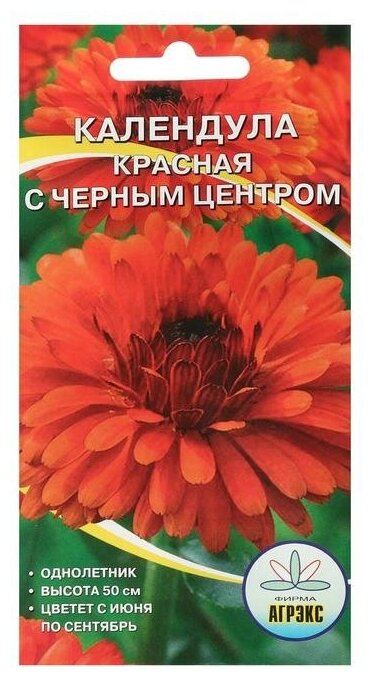 Семена цветов однолетние Календула махровая красная с черным центром центром 02 г