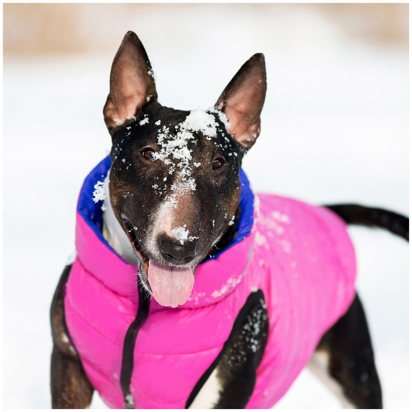 Куртка для собак Collar AiryVest двусторонняя розово-фиолетовая (M45) - фотография № 3