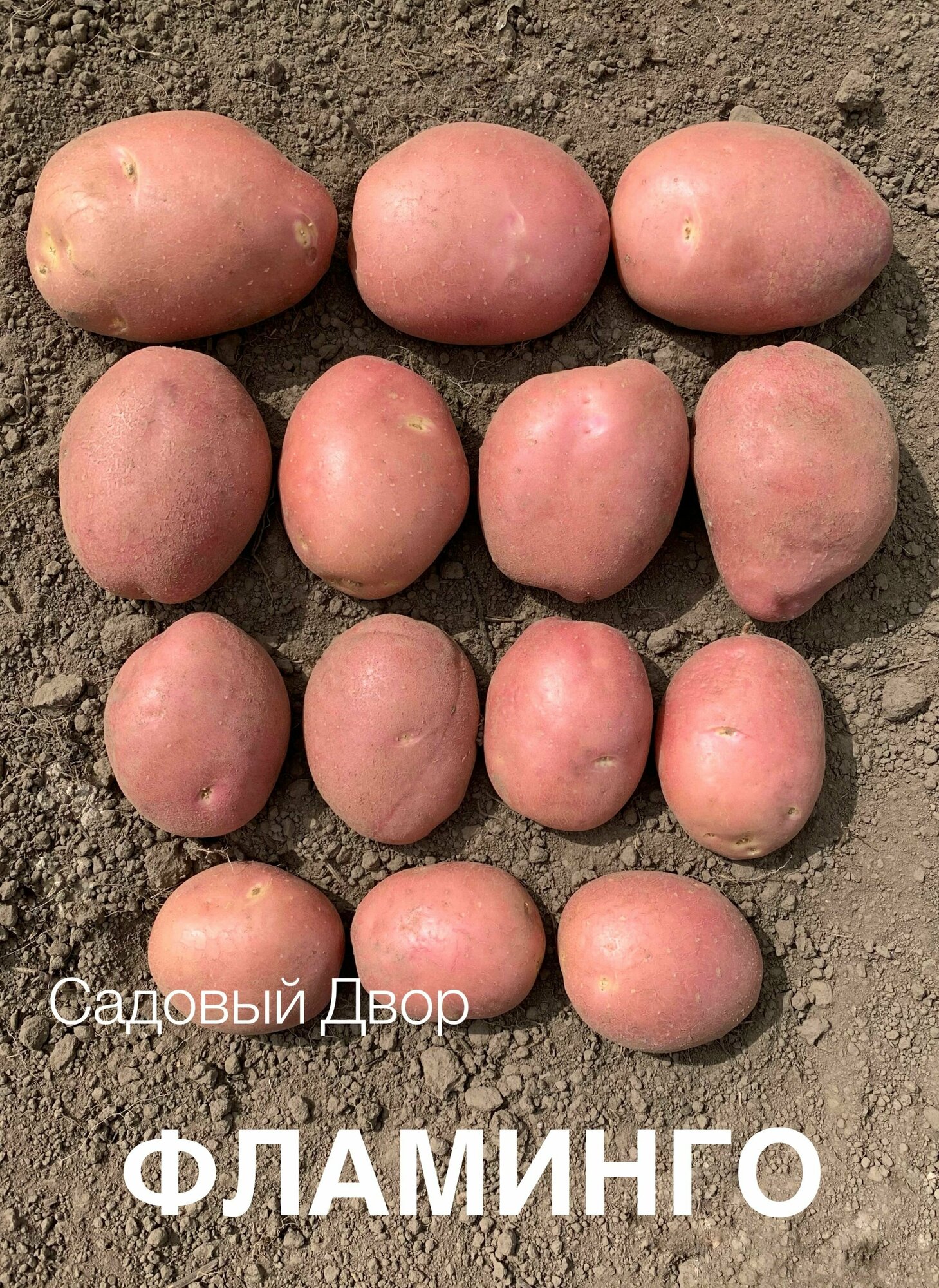 Сорт картофеля розовый продолговатые — купить по низкой цене на Яндекс ...