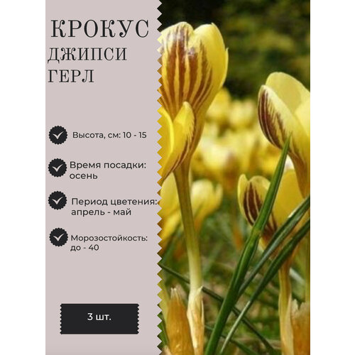 Крокус луковицы многолетних цветов