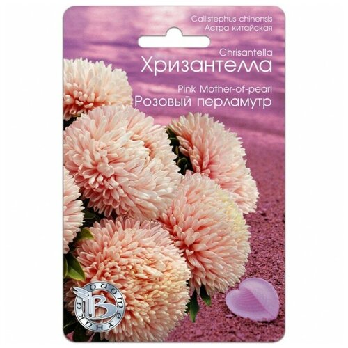 Семена Астры китайской хризантеллы розовый перламутр (30 семян)