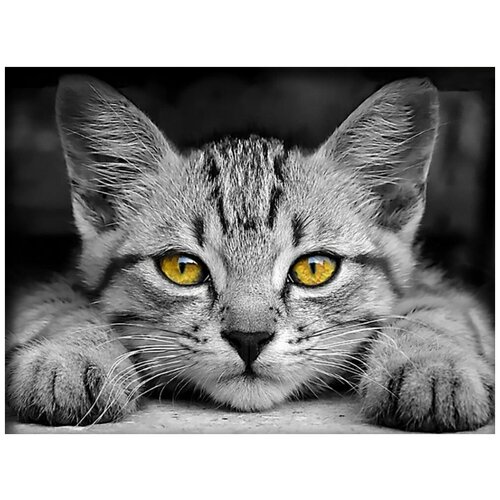 Алмазная вышивка Алмазная Живопись «Желтоглазый котёнок», 40x30 см