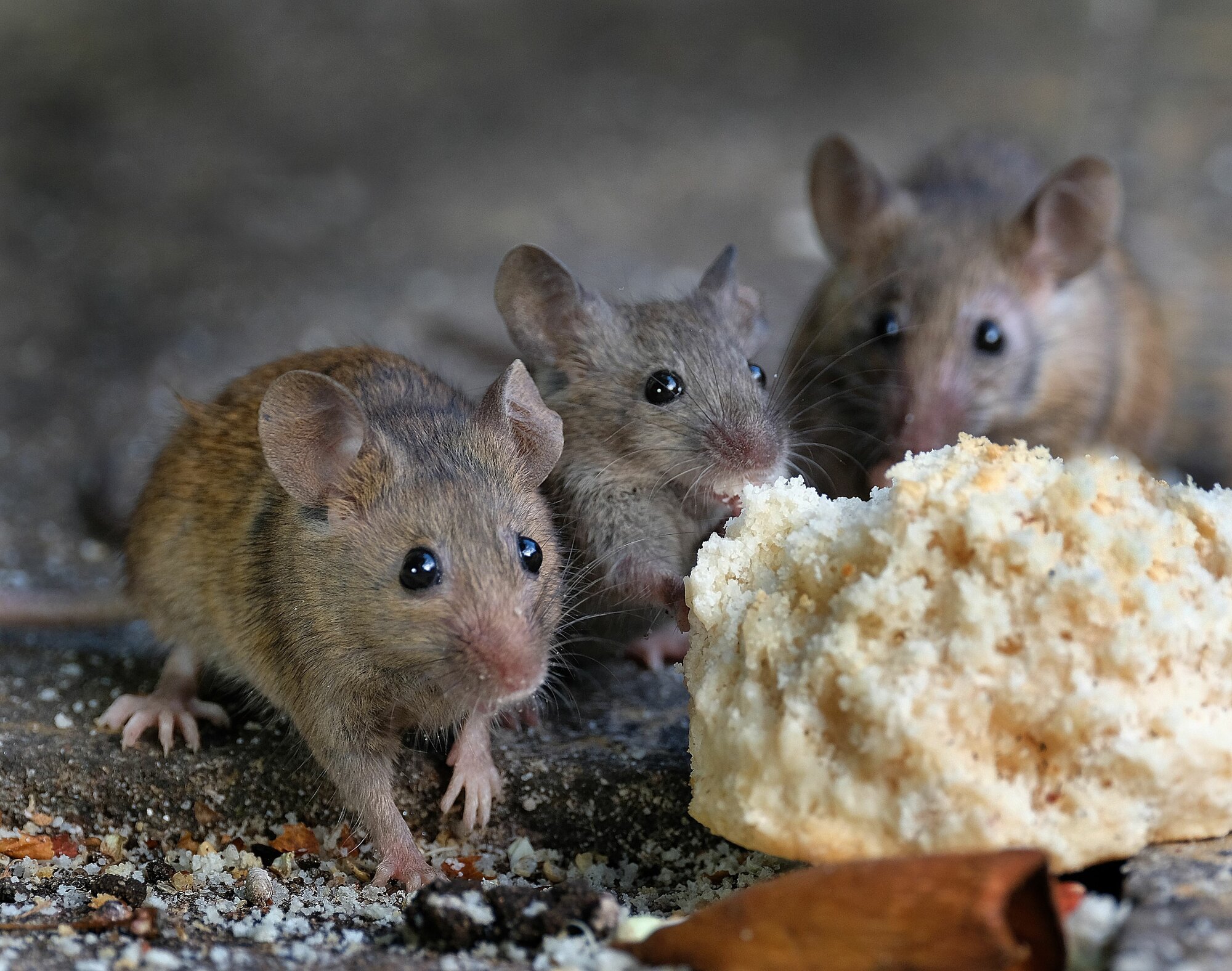 Гранулы от грызунов 150 гр (3 шт) - приманка от мышей и крыс - фотография № 5