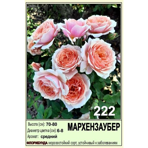 Мархензаубер комплект парковых роз магия гармонии саженцы