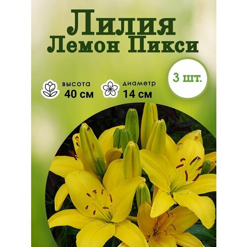 Луковица Лилия Lemon Pixie 3 шт многолетние луковичные растения