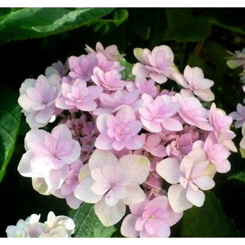 Гортензия Бретшнейдера (лат. Hydrangea bretschneideri Dippel) семена 25шт + подарочек