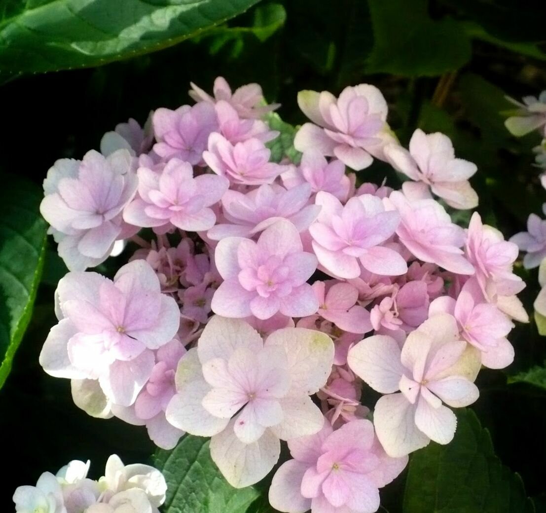 Гортензия Бретшнейдера (лат. Hydrangea bretschneideri Dippel) семена 25шт + подарочек