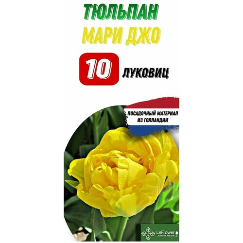 Тюльпан Луковица, Мари Джо, 10шт