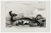 Постер / Плакат / Картина Охота на китов 40х50 см в подарочном тубусе
