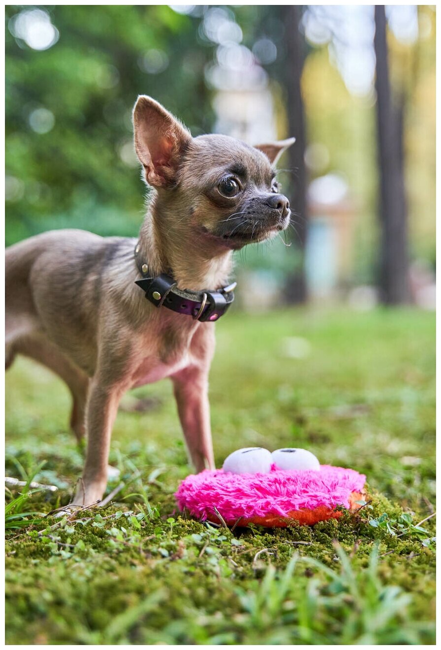 Игрушка для собак Japan Premium Pet Фрисби пушистый, розовый. - фотография № 7