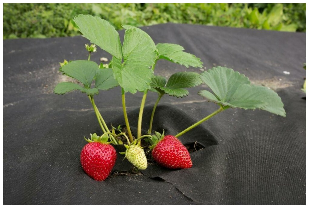 Геотекстиль мульчирующий спанбонд садовый Brontek AGRO 60, 16м2/ Черный спанбонд марка 60 / от сорняков / для дорожек и площадок / для дренажа - фотография № 3