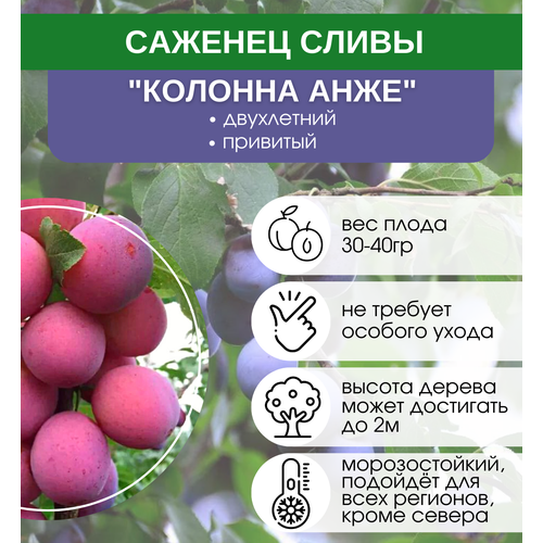 Слива Колонна Анже