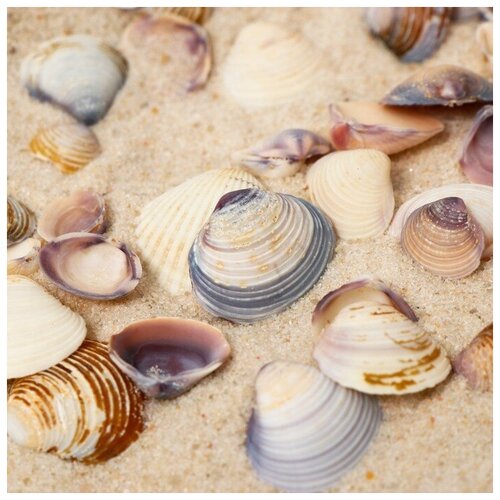 Набор ракушек декоративных 470₽