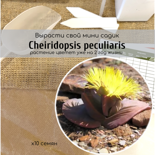 Семена суккулента Cheiridopsis PECULIARIS с крупными желтыми цветами Серия Живые камни