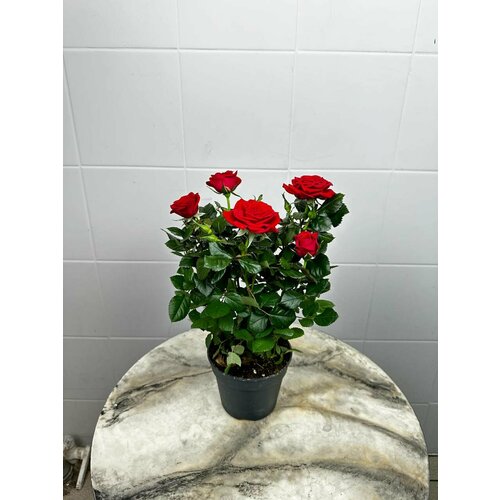 Горшечное растение - кустовая роза красного цвета