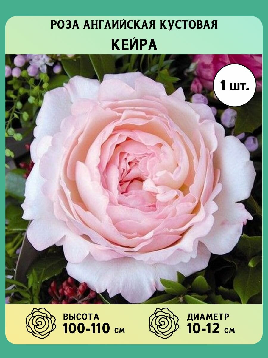 Роза кейра фото и описание