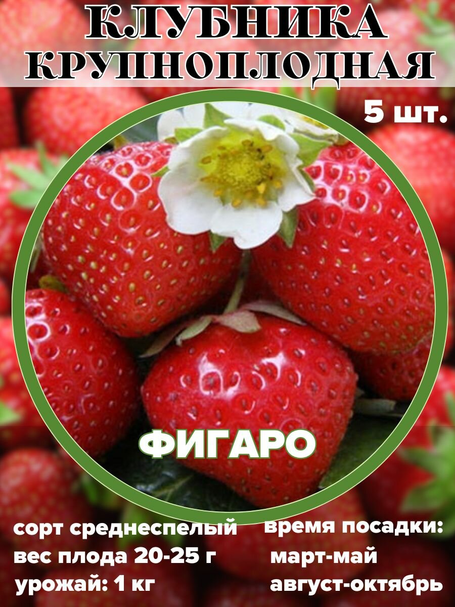 фото Клубника крупноплодная Фигаро, рассада, саженцы 5 штук
