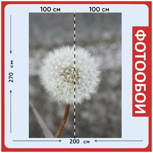 Фотообои Одуванчик белый цветок 200x270 см флизелиновыена стену 2970₽