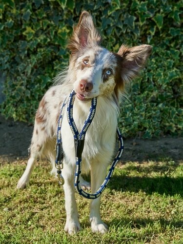 Изображение товара Поводок водилка для собак Japan Premium Pet прочный со стоппером на карабине, цвет ультрамарин, вес собак до 30 кг.