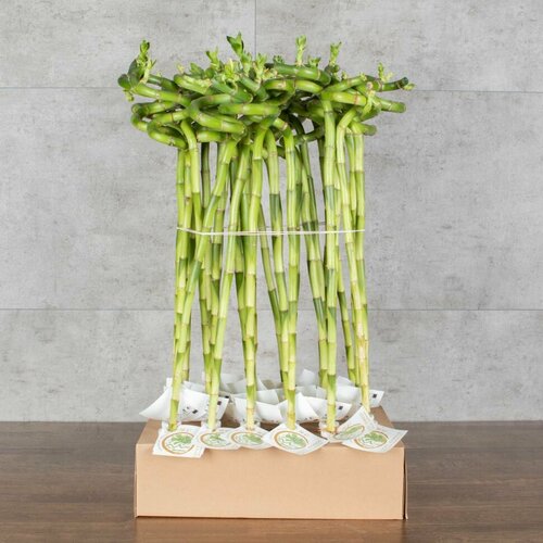 Бамбук Лаки спираль 55-60 см