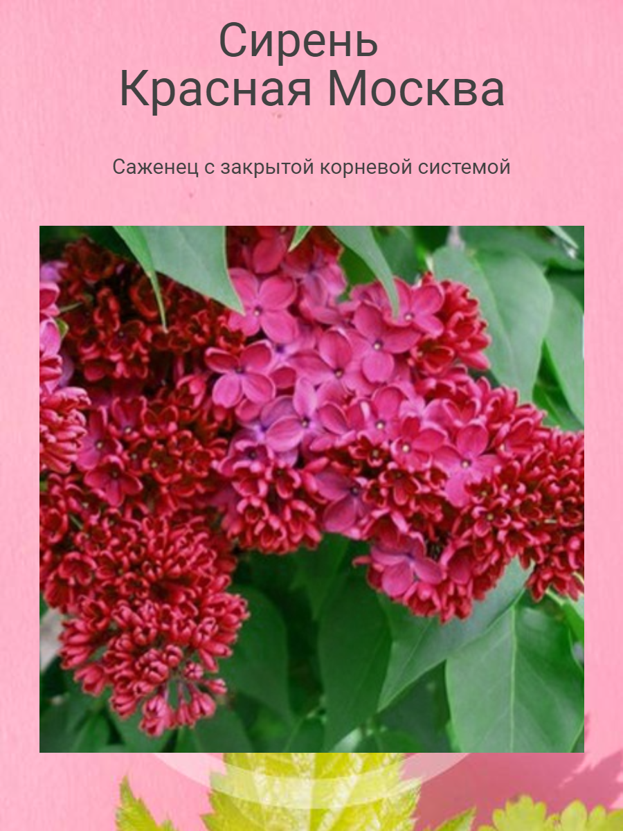 Сирень Красная Москва (саженец)