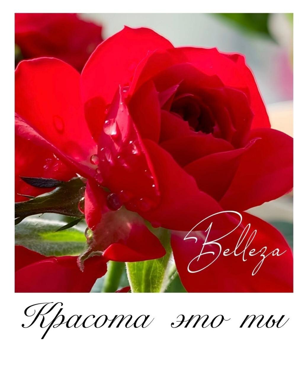 Открытка Belleza (5 шт в комплекте)