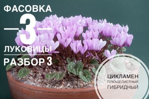Цикламен плющелистный гибридный садовый