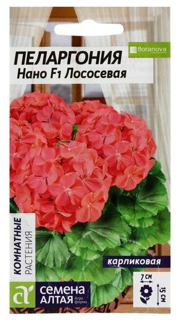 Семена цветов Пеларгония "Нано", "Лососевая", 3 шт 5486193