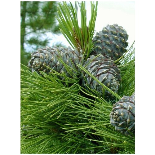 Семена Кедр сибирский (Pinus sibirica), 350 штук