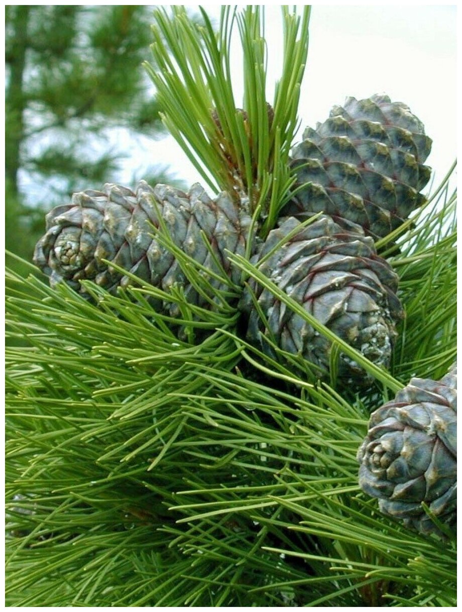 Семена Кедр сибирский (Pinus sibirica), 350 штук