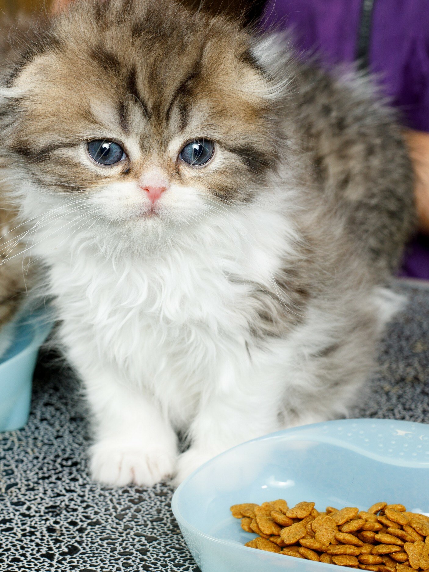Миска для кошек Japan Premium Pet силиконовая 150 мл, светло-синяя, можно подогревать в микроволновке. - фотография № 2
